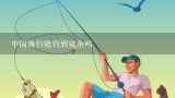 中国海钓能钓到鲨鱼吗