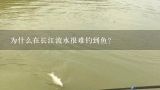 为什么在长江流水很难钓到鱼？武汉长江断那黄骨鱼好钓