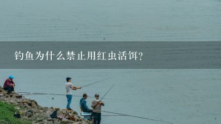 钓鱼为什么禁止用红虫活饵？